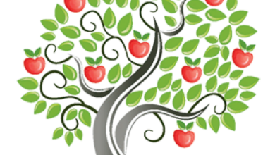Канал - Яблоня | Сорта яблонь | Сад | Сорта яблок